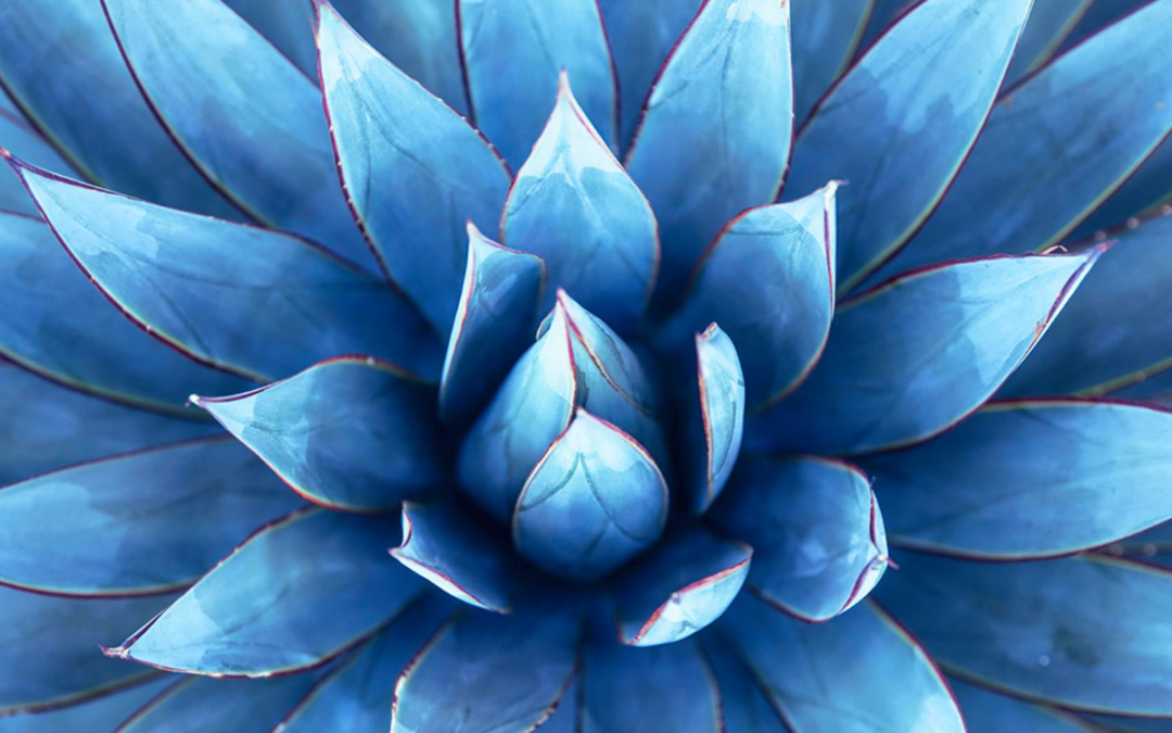 Growing Blue Agave in the Negev